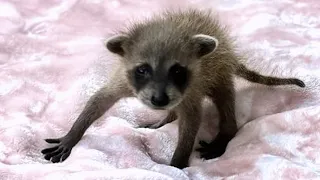 Baby raccoon was found alone at construction site. This woman decided to raise her.