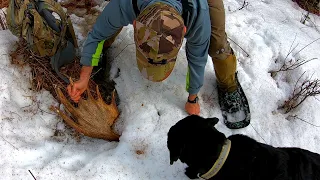 MOOSE SHED HUNTING AND CAMPING  IN MAINE WITH MY DOG | Shed Tour 2020