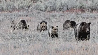 Wildlife Photography-6 Hours with Grizzly 399 & 4 Cubs-Jackson Hole/Grand Teton Park/Yellowstone