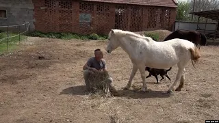 Drugi život napuštenih konja Srbije