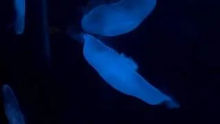 Georgia Aquarium--luminous jellyfish
