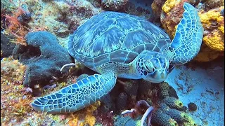 Punta Sur sleeping turtle