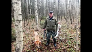 Охота на зайца с Русскими гончими 17 10 19