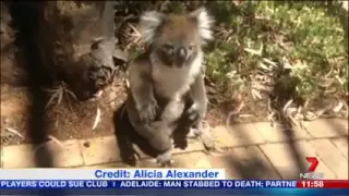 Koala has tantrum after being kicked out tree