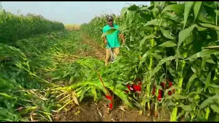 super Maize cultivation for silage .#farming # silage# crop# Maize .