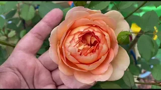 Сколько же кустов Роз, иметь в своем саду? Мое мнение, мой опыт.