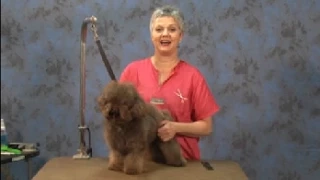 How to Start an Asian Influenced Trim on a Chocolate Poodle Mix