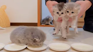 It was so cute to see a kitten playing without eating and being captured...