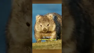 Wombat - The Cute Giant