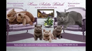 Выставка кошек. Британский кот. Питомник House Arletta British