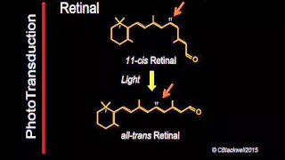 Phototransduction Part 2