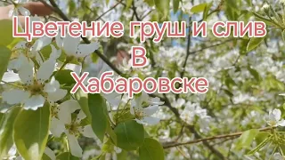 цветение плодовых деревьев в Хабаровске