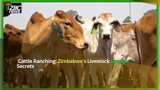 Unlocking the Secrets of Cattle Ranching in Zimbabwe | Expert Tips for Thriving Livestock Business