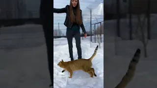 Делаем кошачью игрушку из защитной маски 😸 Внезапное появление сервала Одина