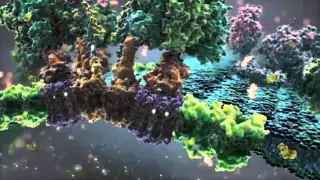 Powering the Cell  Mitochondria   3d animation  Video