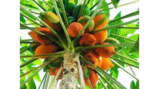 Cómo cultivar Papaya - TvAgro por Juan Gonzalo Angel