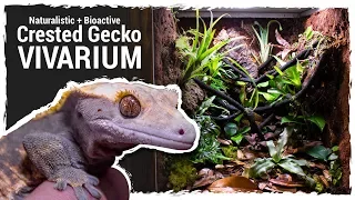 Naturalistic + Bioactive Crested Gecko Vivarium (Housing Henry 2.0)