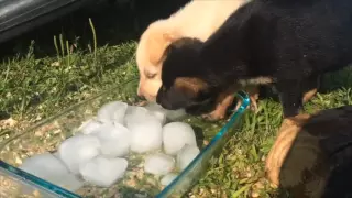 Husky pups meet ice for the first time ❄️😍