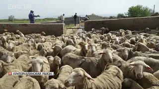 В животноводческих хозяйствах Дагестана проходит купка овец