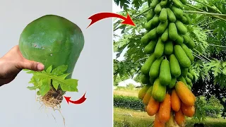 Few people know that plants can be propagated in this way | Relax Garden