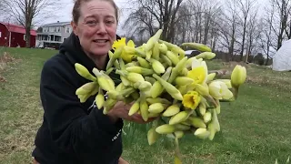 Daffodils! First Harvest of 2024, a Quick Look at the Farm : Flower Hill Farm