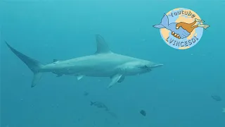 Requin marteau à festons ou halicorne. Ile de Nuku hiva aux marquises en Polynésie. Hammerhead shark