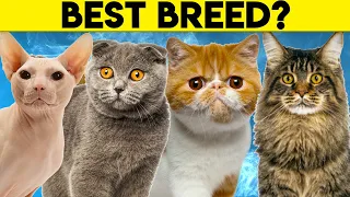 Best Cat Breeds For First Time Owners