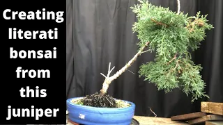 Creating a literati bonsai out of young juniper stock