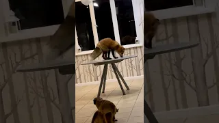 Playful rescue fox tries to catch own reflection