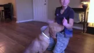 Puppy obedience training - sit, down, come, circle - Valor K9 Academy