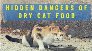 The Hidden Dangers of Dry Cat Food: What You Need to Know