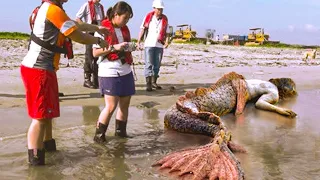 Top 10 Horrifying Creatures Found After A Tsunami