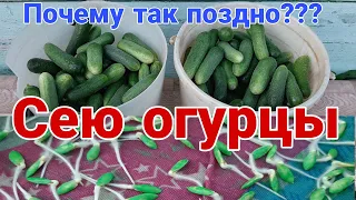 Посеял огурцы на второй оборот!!! Урожай до зимы...