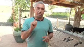 Cesar Millan Explains: The Origin of Cesar's signature "Tsch!"