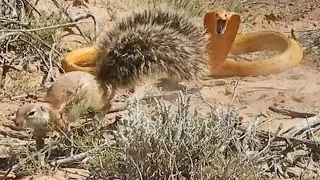 Top 9 Snake Fight Videos! (Squirrel Fights Cobra & More) | World Wild Web