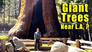 Giant Red Wood Trees Near Los Angeles California ??