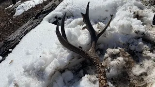 2023 HORN HUNTING #2 Big Brown Muley Sheds!!