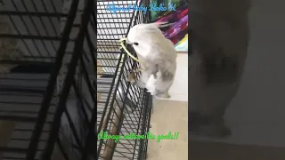 Baby Cockatiel climbing skill.