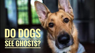 DO DOGS SEE GHOSTS? | Watch What This Dog Does! | Z Ward Asylum | Haunted Horizons Short