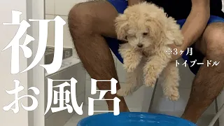 【初お風呂】トイプードルをシャンプーしたら別の犬になった【子犬】