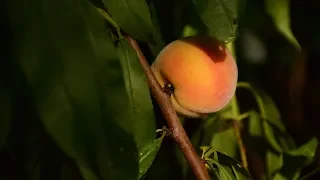 Best Tips for Growing Fruit Trees |Central Texas Gardener