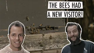 The Bees Have A New Visitor! (feat. Will Kirk)