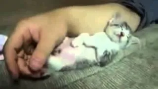 Funny Cats Compilation ~ Cute Cat Videos Ever ~ Funny Fail Kitten Videos