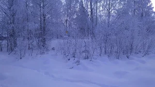 Волки растерзали собаку прямо в поселке.п.БоровойWolves mauled the dog right in the village.