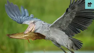 30 Unbelievable Moments Shoe-Billed Storks Hunt And Devour Their Prey | Animal Fight