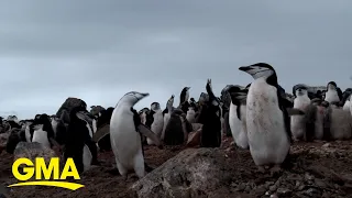 ‘GMA’ encounters windstorm, penguins en route to Antarctica l GMA