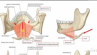 Suprahyoid muscles 1