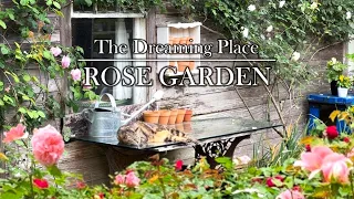 【4K】ドリプレ・ローズガーデン（千葉県）2024年5月21日  May 21,2024　The Dreaming Place ROSE GARDEN(Chiba)