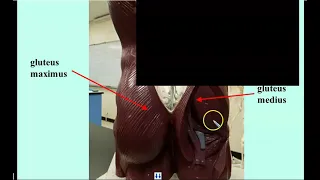 Posterior upper leg muscles Video