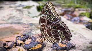 Morpho deidamia from Ecuador